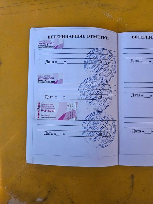 Котята канадского сфинкса