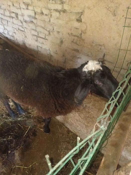 Кучкор бокилган ва бокишга