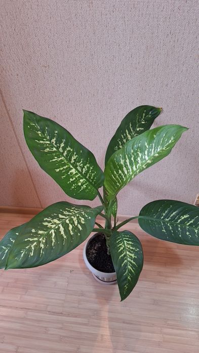 Диффенбахия тропик сноу