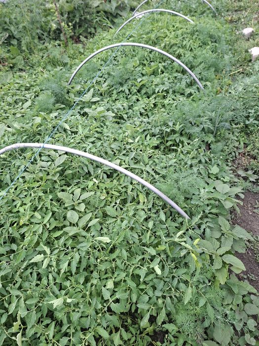 Продам рассады помидоров