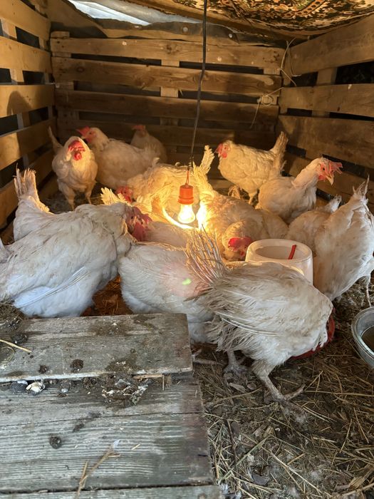 Несушка тауыктар сатылады