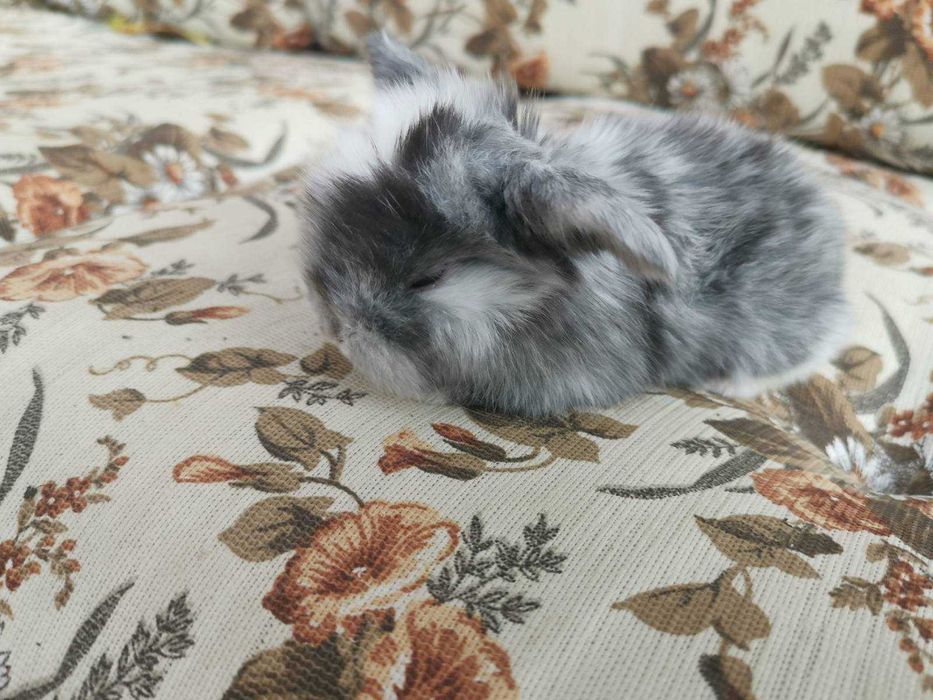 Декоративни мини зайчета