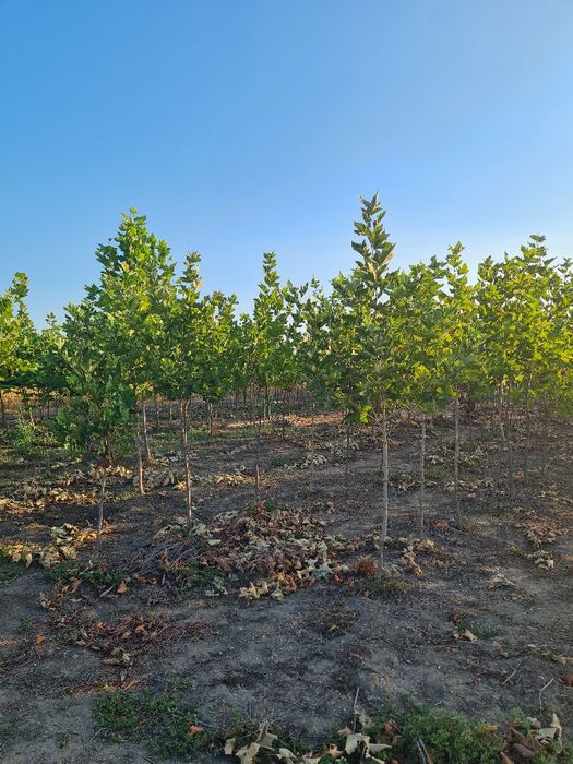 Mestecan,tei, platan,acer,catalpa,pin,brad,fag,paltin