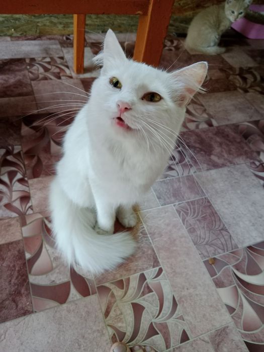 Отдам хорошие руки