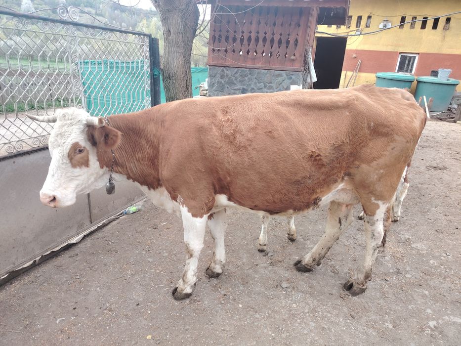 Vând vacă cu vițea