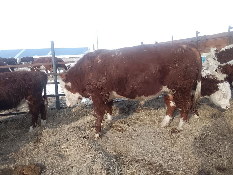 Продам Бык 1 категория