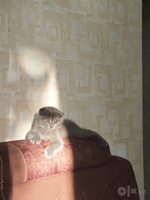 Продаются котята британские вислоухие