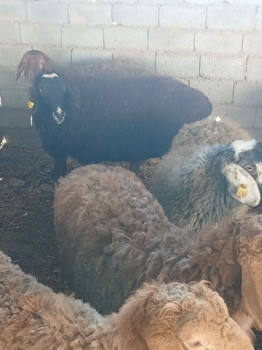 Qōy qirg'iz sotiladi