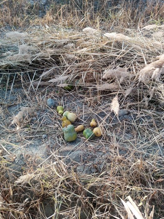 Мол ва куйлар учун Хашак пресс сотилади