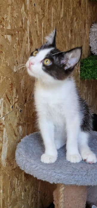 Котик Вася ищет семью