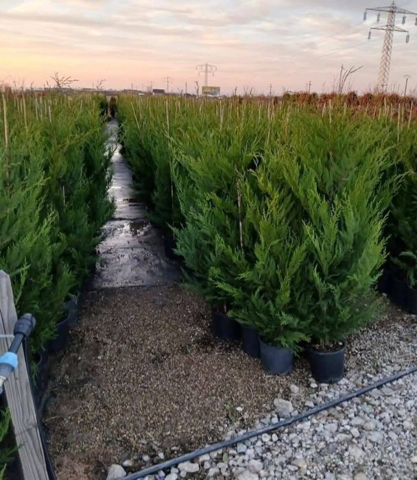 Lilandi chiparos leylandii