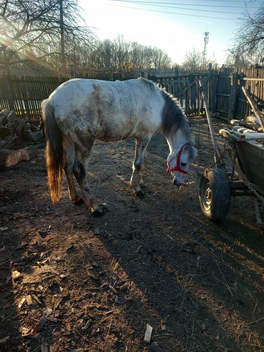 Cal de vânzare   foarte bun