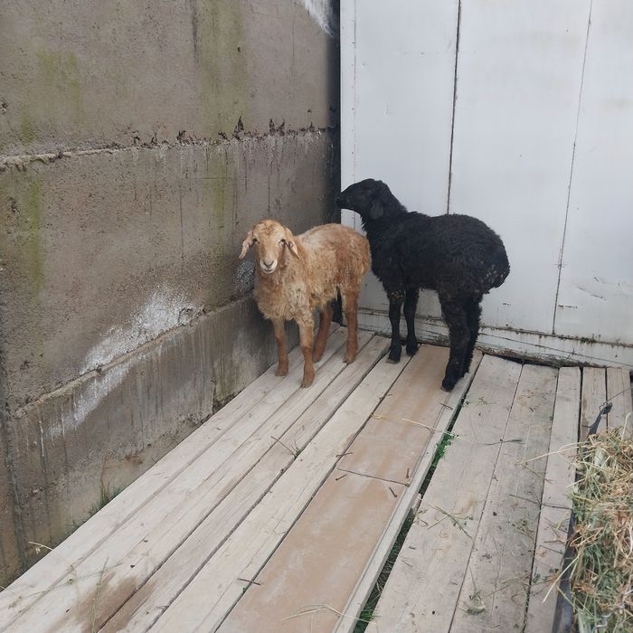 Продаются барашки