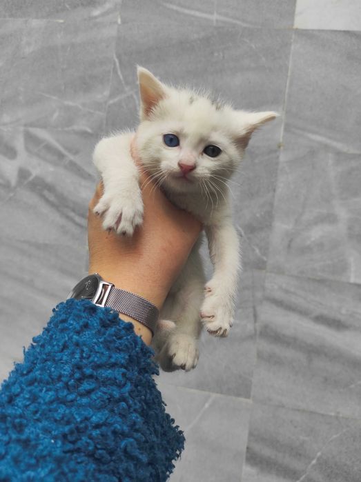 4 едномесечни котенца търсят дом