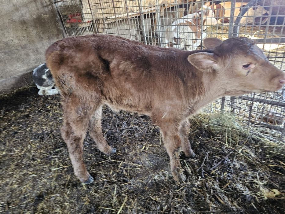 Vand vitea Angus
