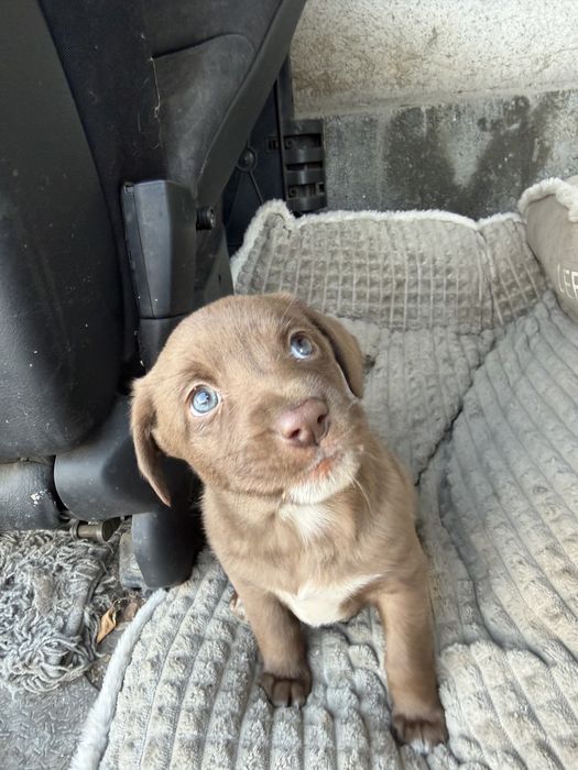 Отдам в хорошие руки