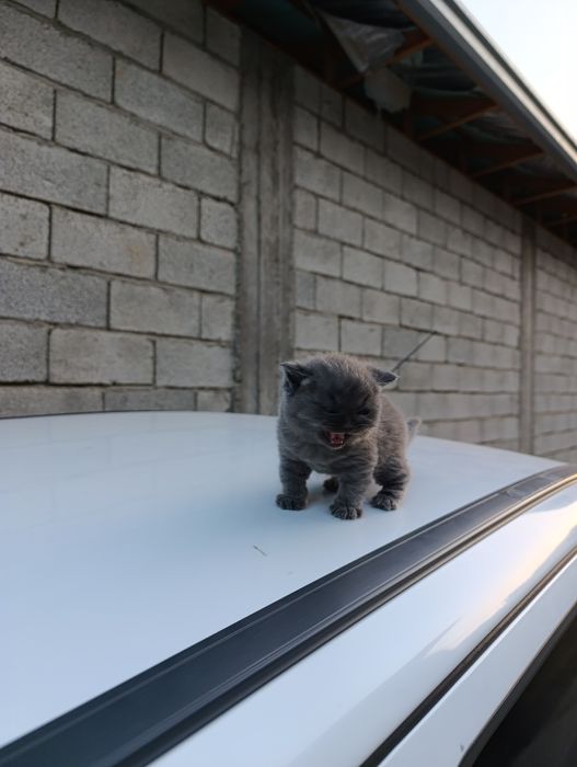 Mushukchalar sotiladi