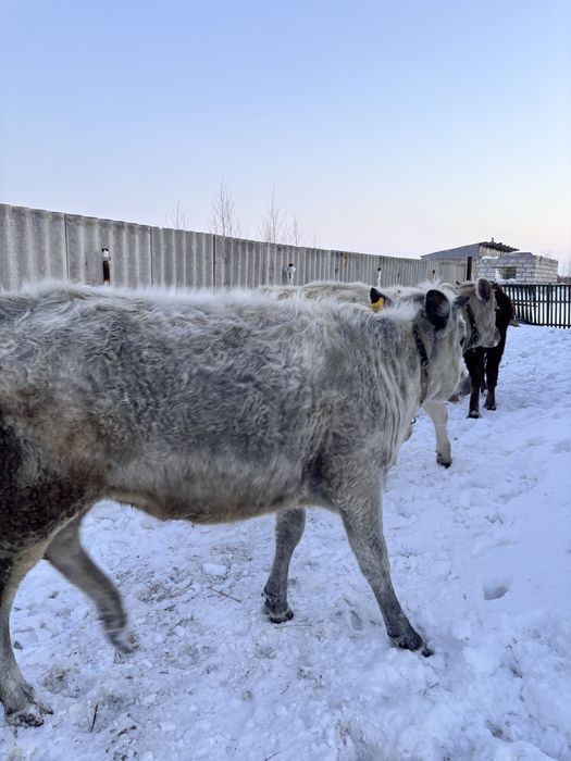 Продам телочек 1 год