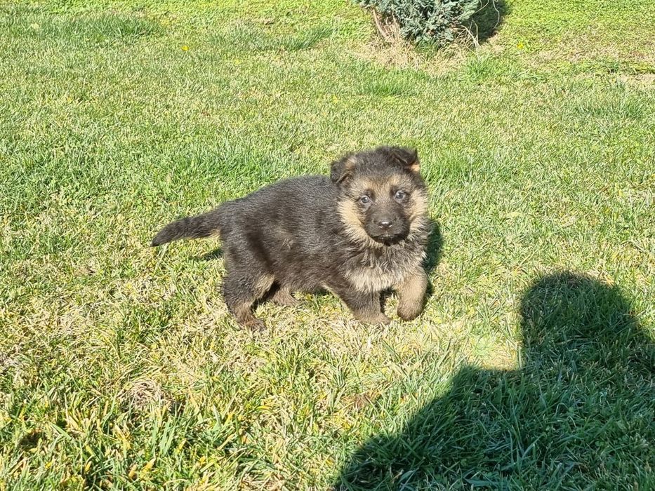 Малки немски овчарки