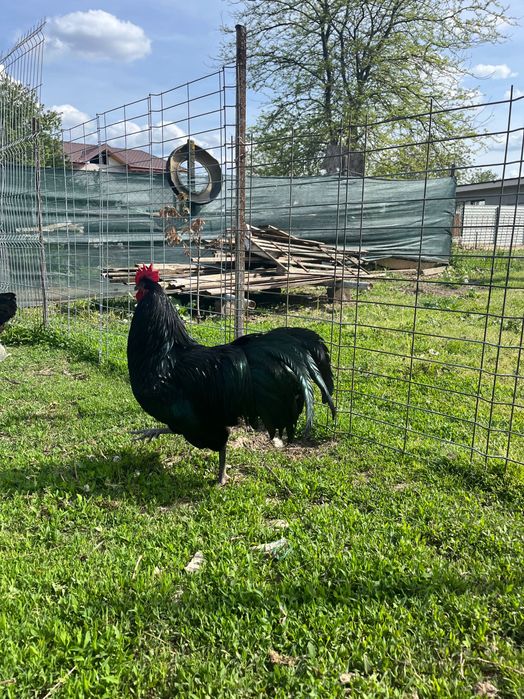 Cocosi australorp negru