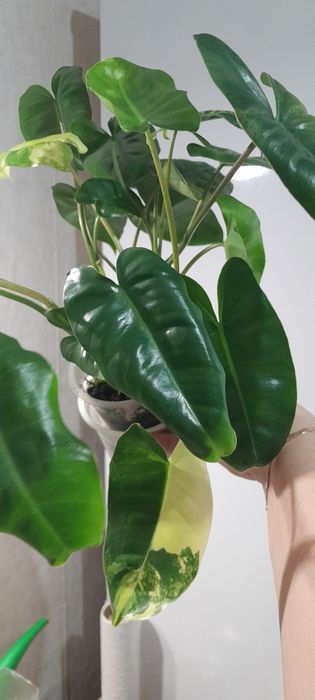 Филодендрон Бурле Маркс варигатный