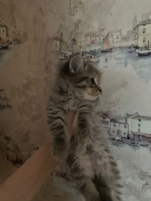 котёнок породистые