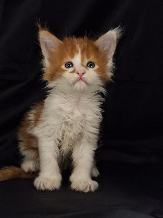 Бронь котят мейн-кун