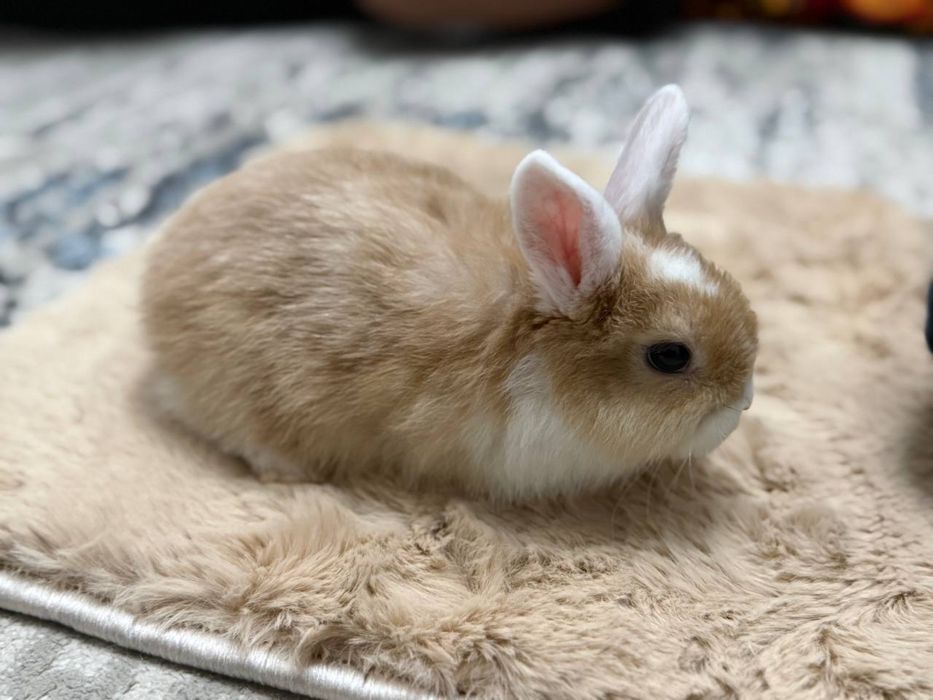 Карликовый кролик