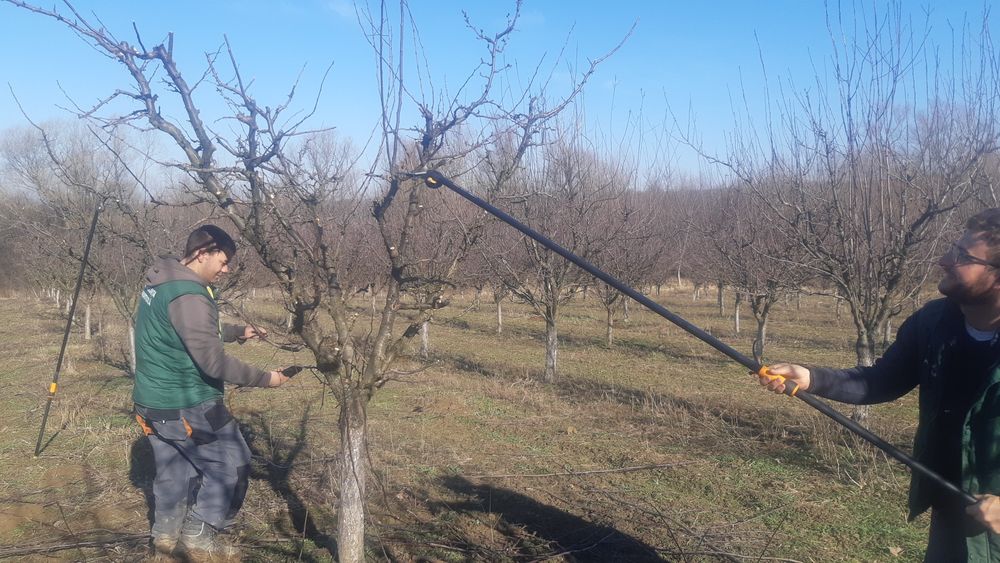 Taieri pomi fructiferi Tai pomi