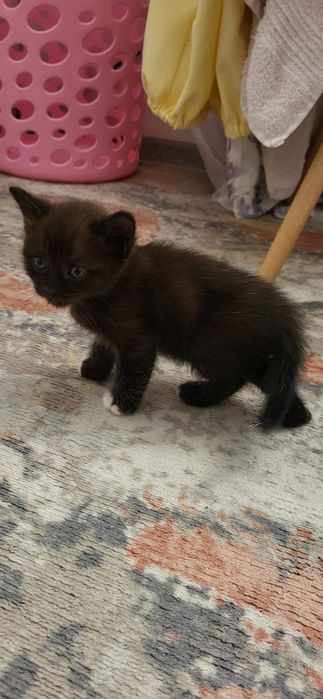 Котёнок мальчик Астана
