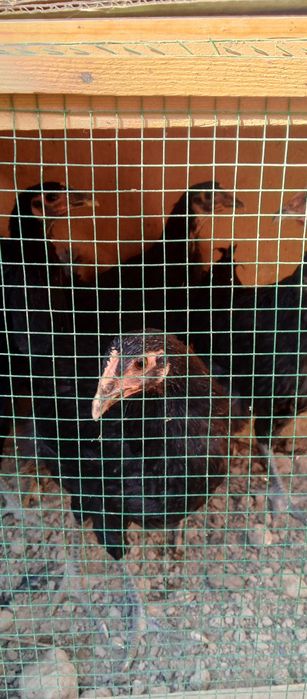 Кора Шахзода товук тухумлари сотувда