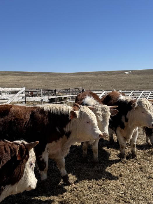 Поодам бычков племменных