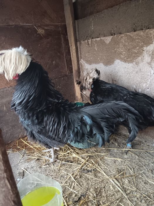 Pereche moțată olandeză