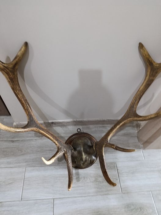 Рога от благороден елен