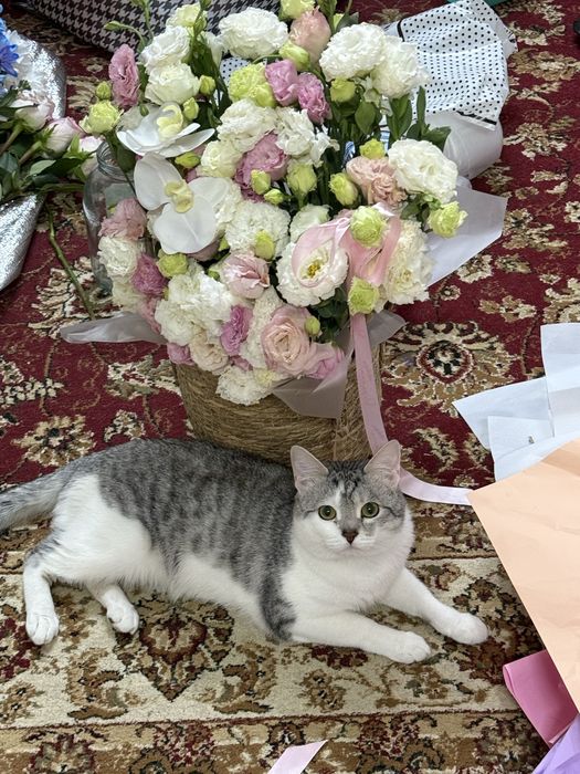 Отдам кота в хорошие руки
