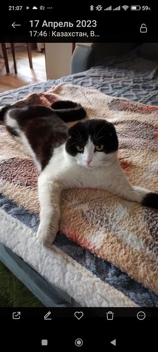 Помогите найти любимца