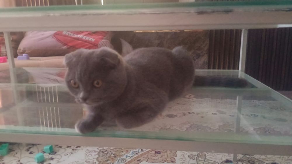 Кот британский вислоухи 4 месяца