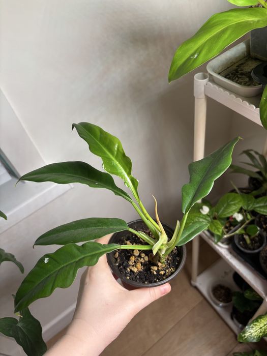 Филодендроны разные