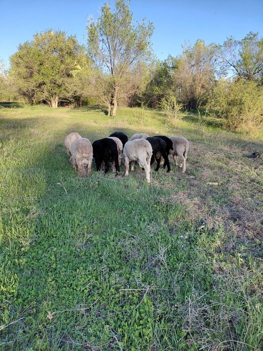 Семіз қошқарлар, Ісек қой  сатылады