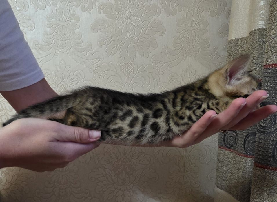 Бенгальские котята