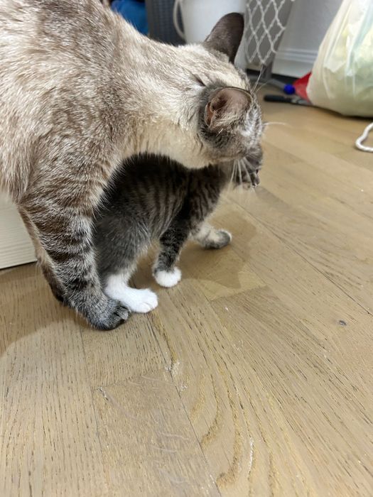 Отдам котят любящим хозяевам