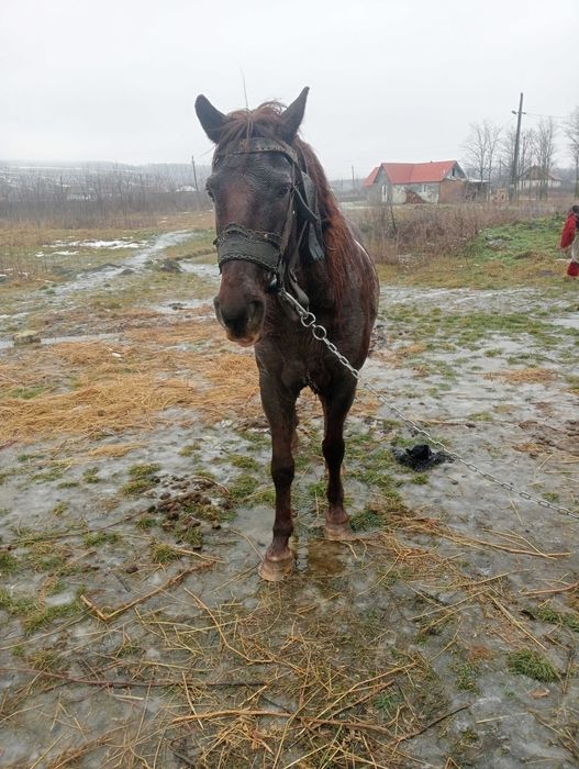 Vând sau schimb cal castrat