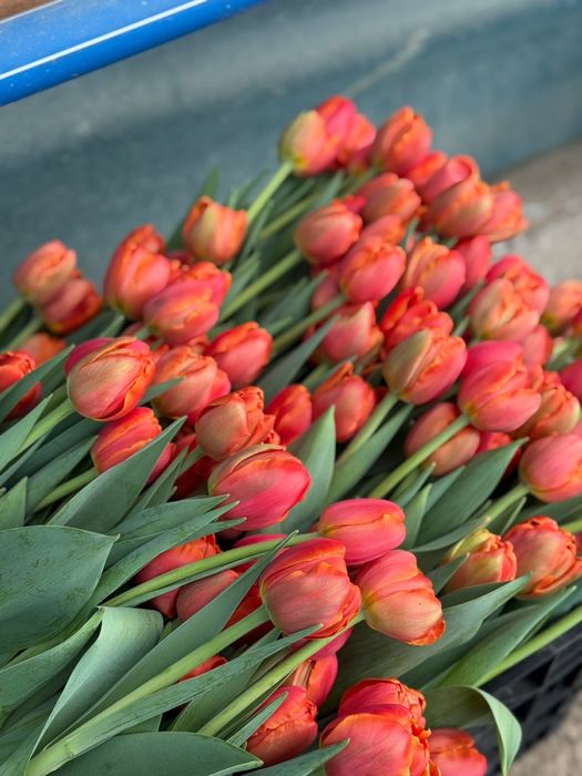 Тюльпаны оптом и в розницу