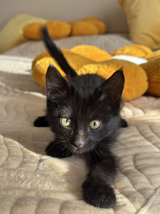 Котенок 1,5 месяца мальчик
