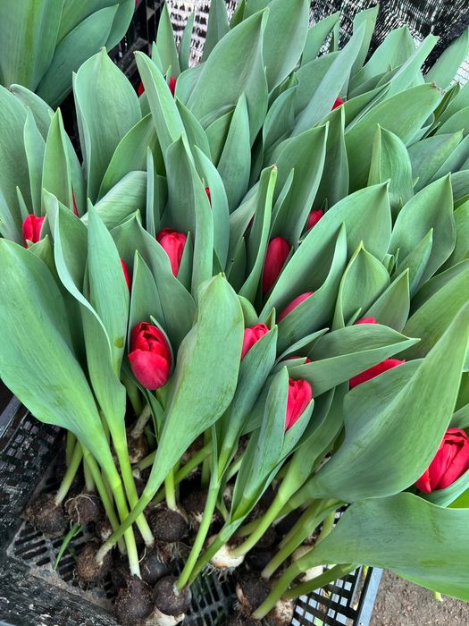 Тюльпаны оптом с теплицы