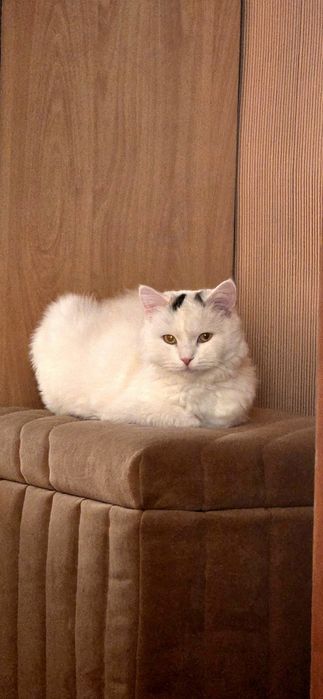 Отдам кошку в добрые руки!