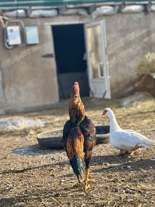 Продам Дакана петух майский