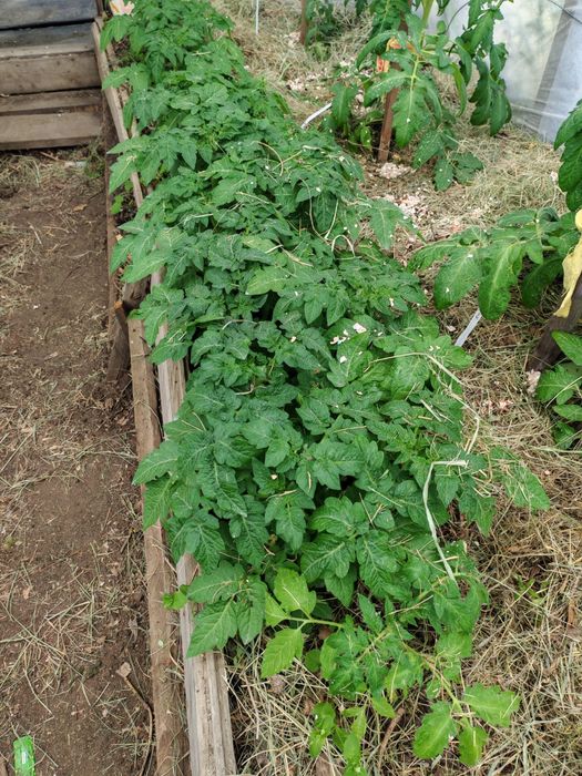 Продам рассаду помидор