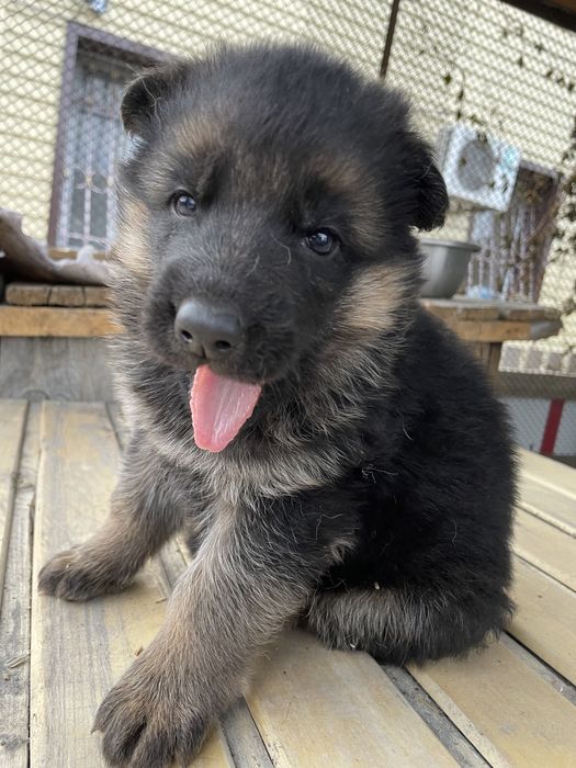 Щенки немецкой овчарки