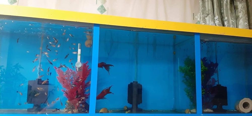 Vând diverse acvarii și pești de acvariu